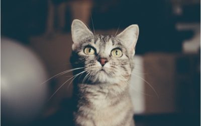 4 Mitos e verdades sobre gatos
