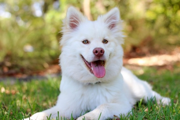 Fique atento e evite os riscos do calor para o seu pet!